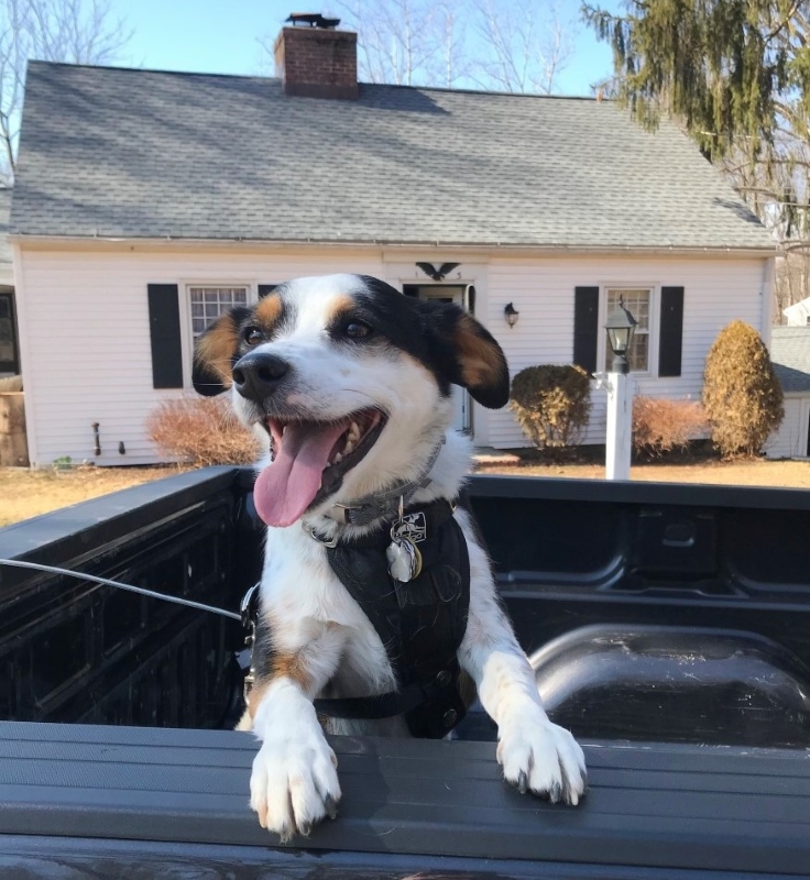 Dog in truck in front of house