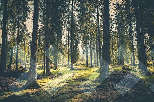 Raw Land Loan - Sun filtering through a trees to forest floor.