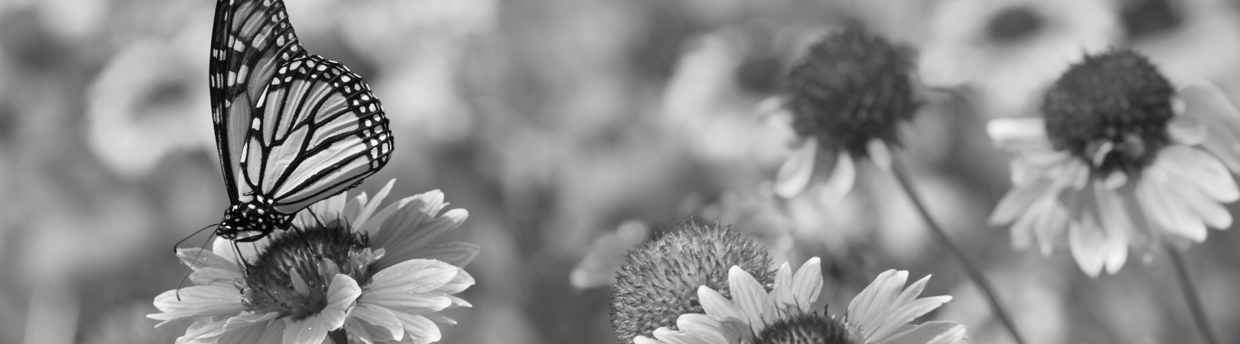 Mortgage, Mortgage Express, Home, Finance, Invest